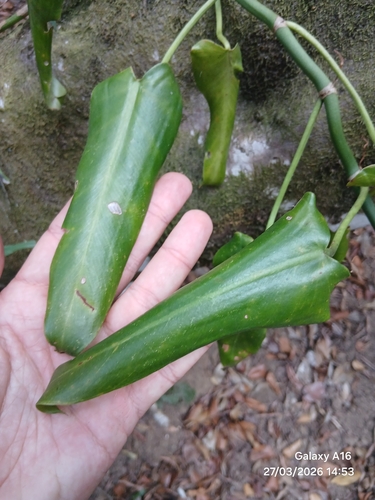 Philodendron consanguineum