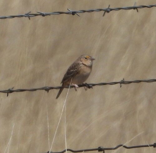 Grasshopper Sparrow (Ammodramus savannarum), photo 2