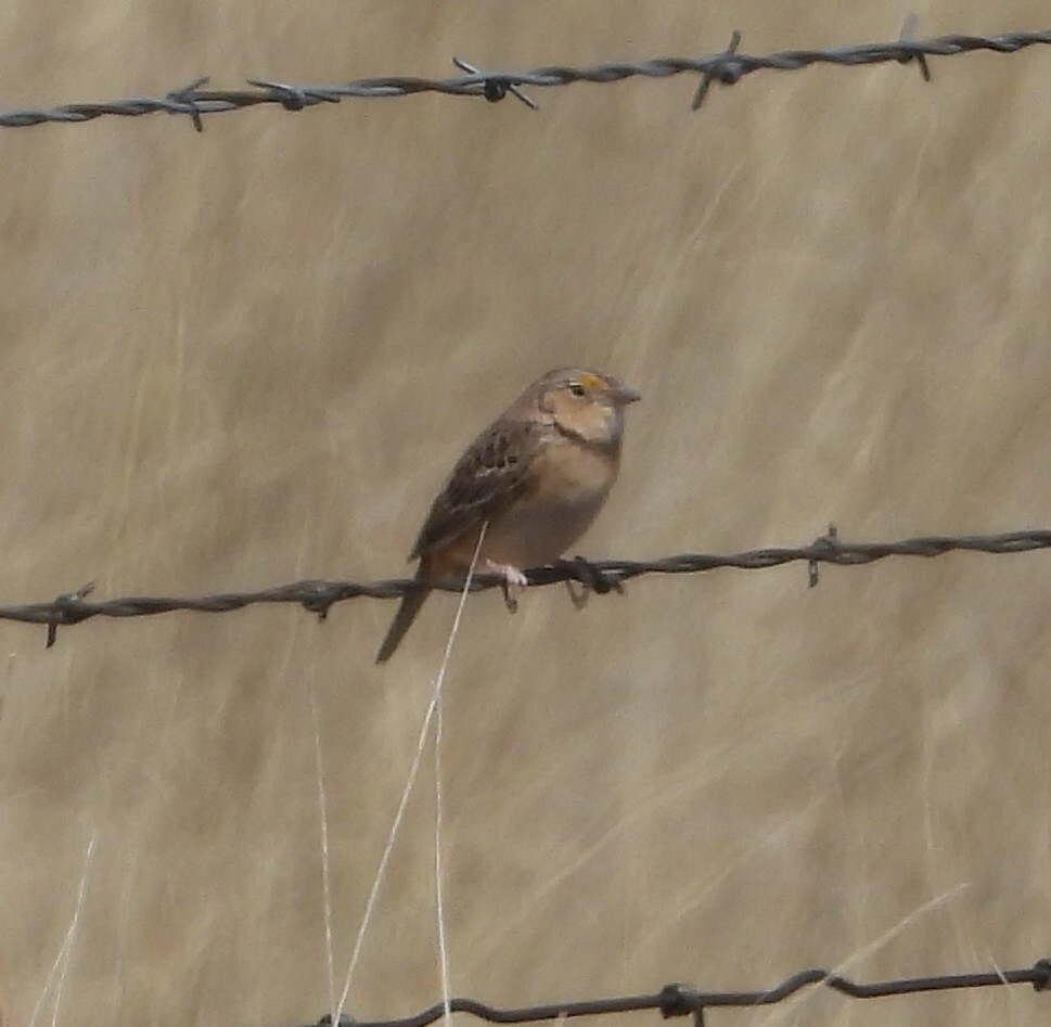 Grasshopper Sparrow (Ammodramus savannarum), photo 2