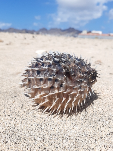 Diodon holocanthus