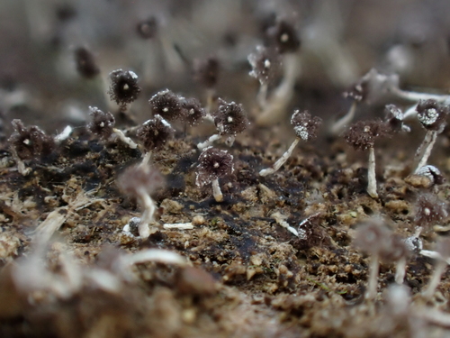 Physarum album, 2026-03-23