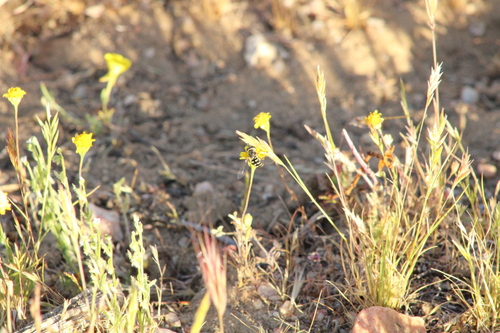 Unknown species found near California, US