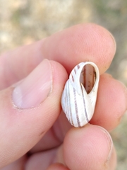 Pseudotachea splendida