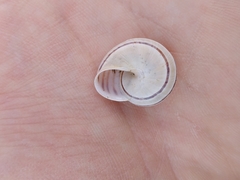 Pseudotachea splendida