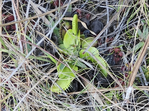 Venus Flytrap