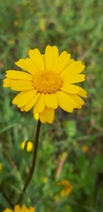Asteraceae