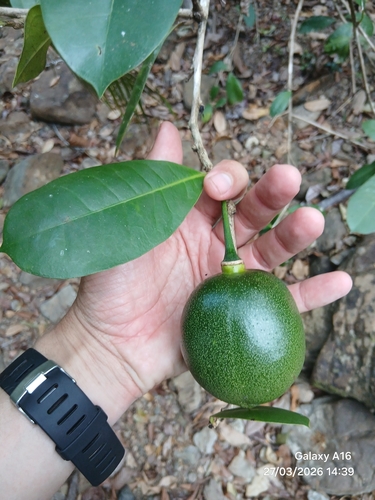 Amphitecna latifolia