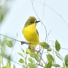 Pseudocolopteryx acutipennis