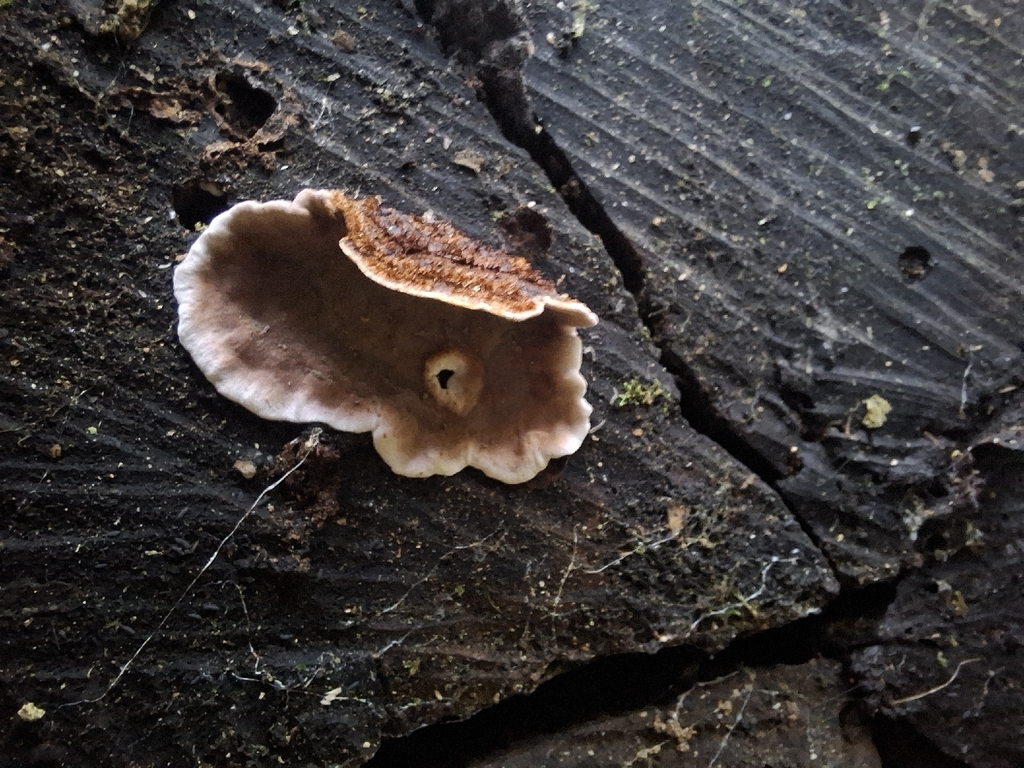 Stereum illudens · March 2026 · photo: © armillariabianca (iNaturalist, cc0)