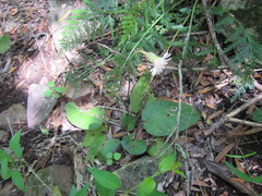 Gerbera piloselloides