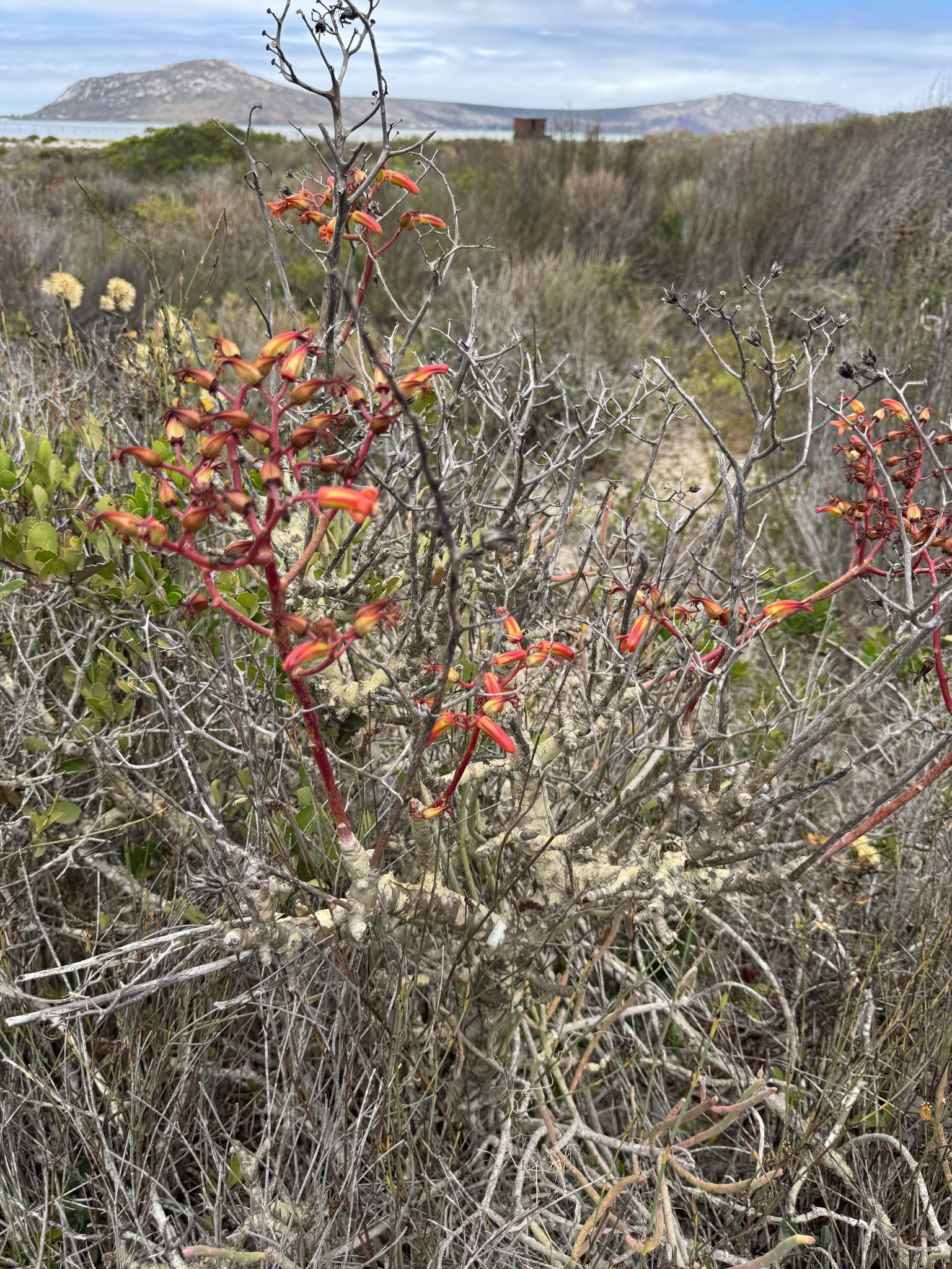 Imagem de Tylecodon paniculatus