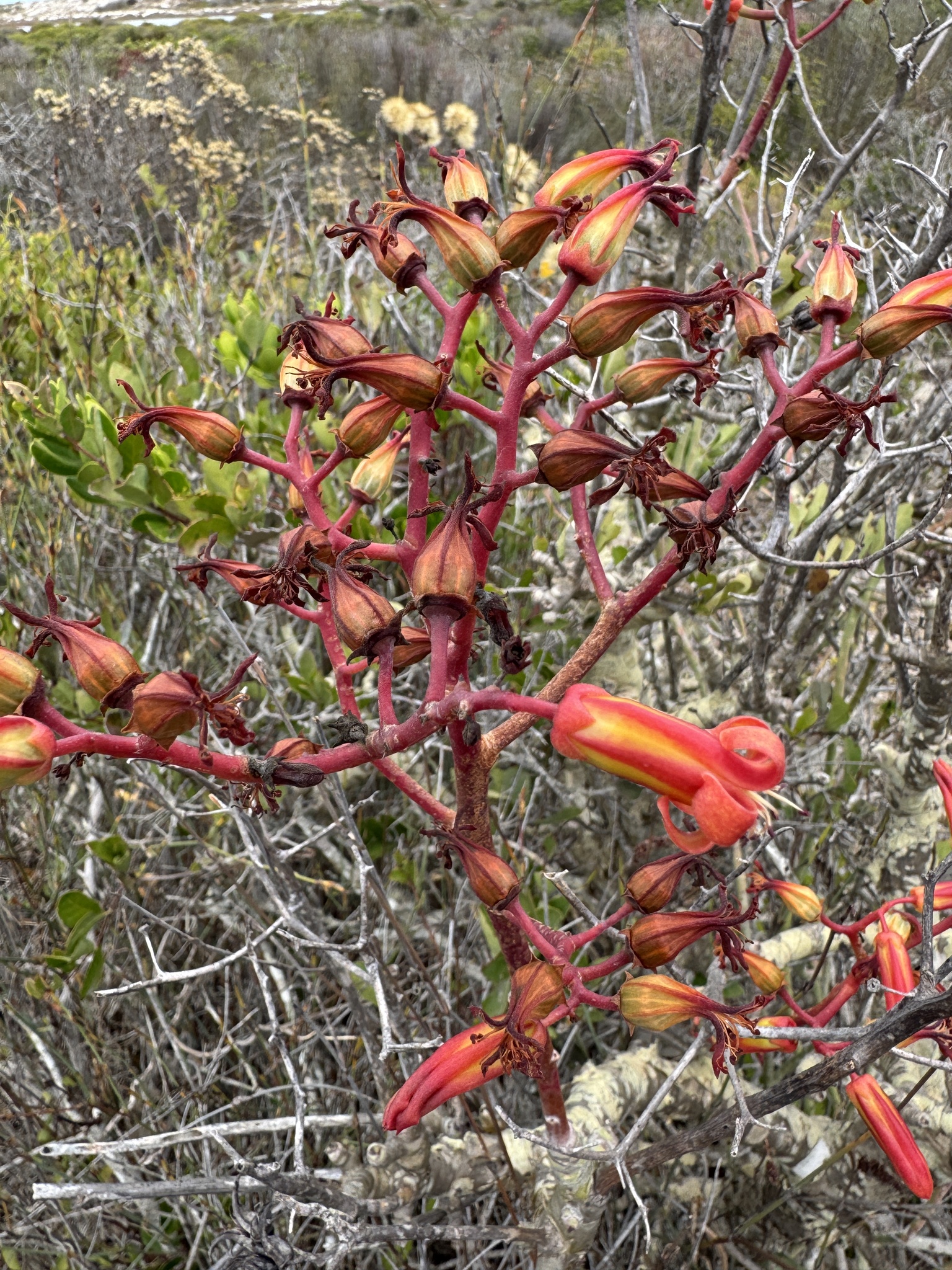 Imagem de Tylecodon paniculatus