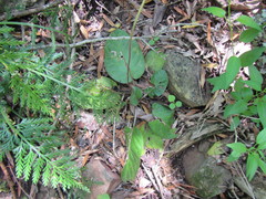 Gerbera piloselloides