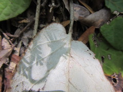Gerbera piloselloides