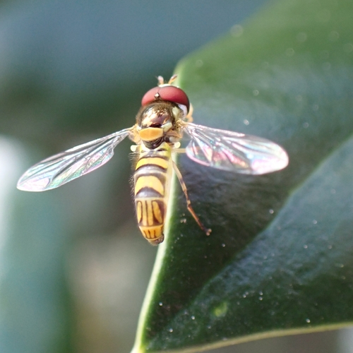 Unknown species found near World Golf Village, FL, USA