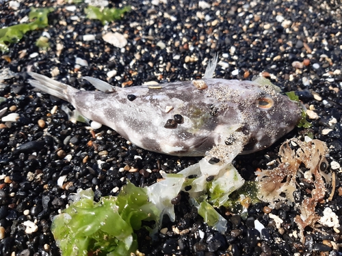 Sphoeroides marmoratus