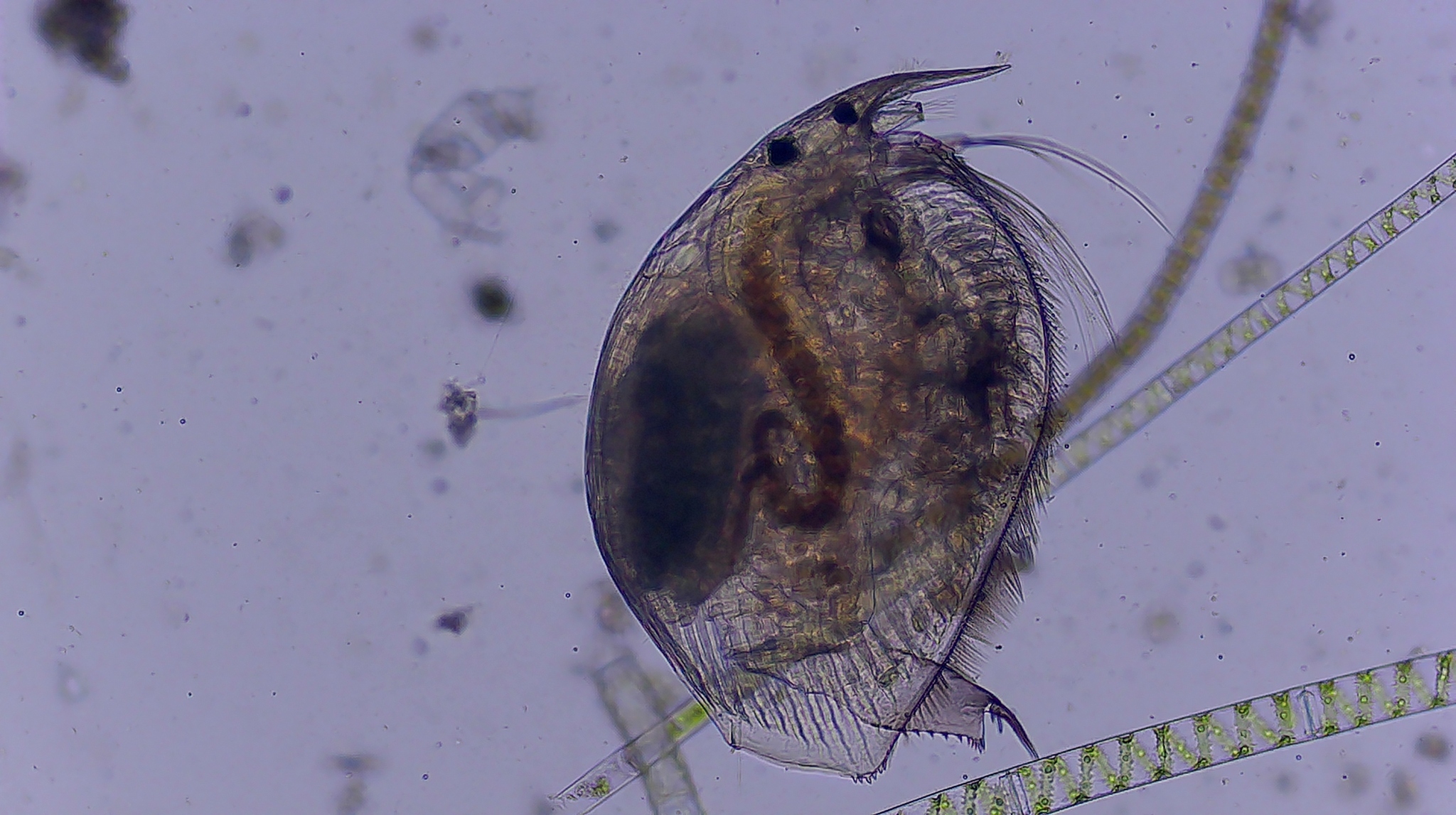 Picripleuroxus denticulatus (Birge, 1879)