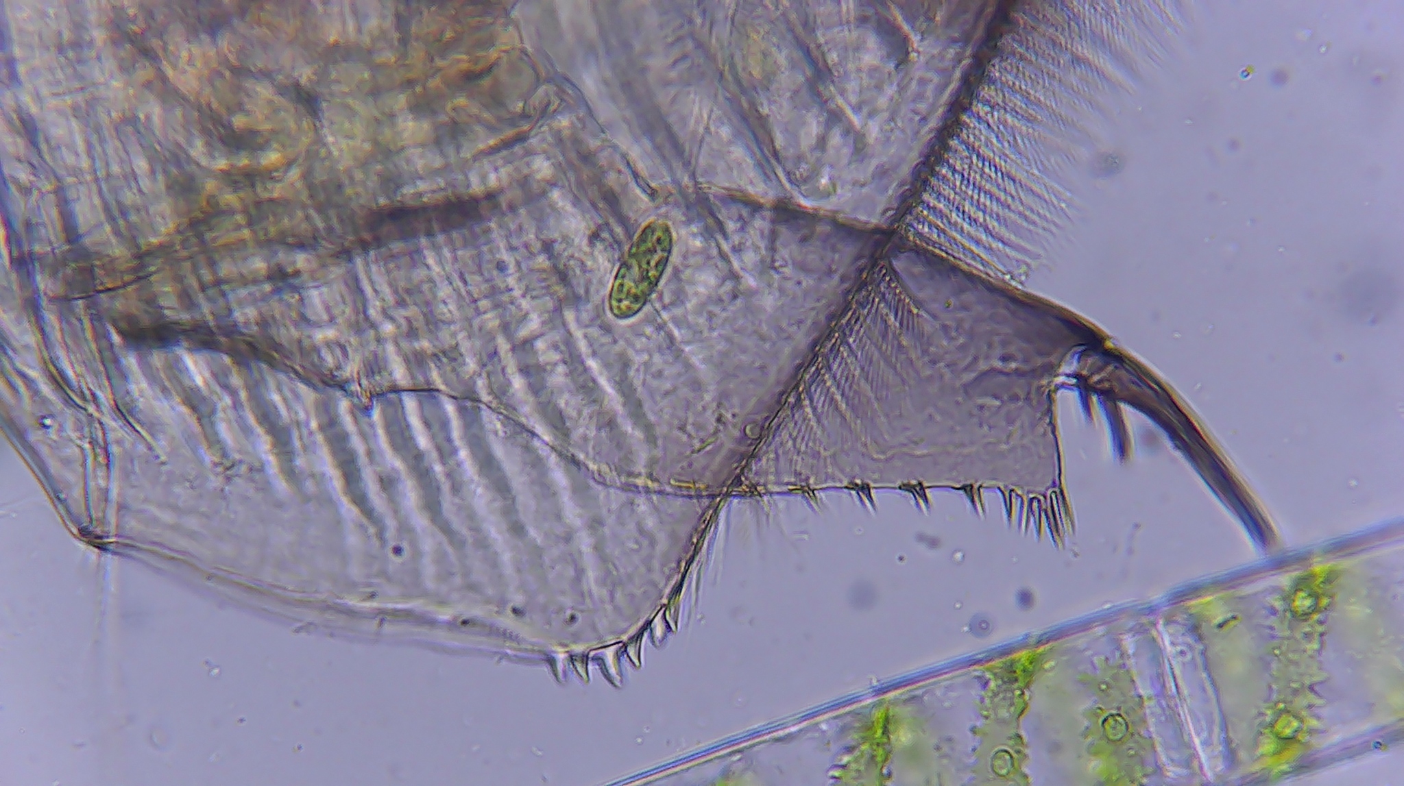 Picripleuroxus denticulatus (Birge, 1879)