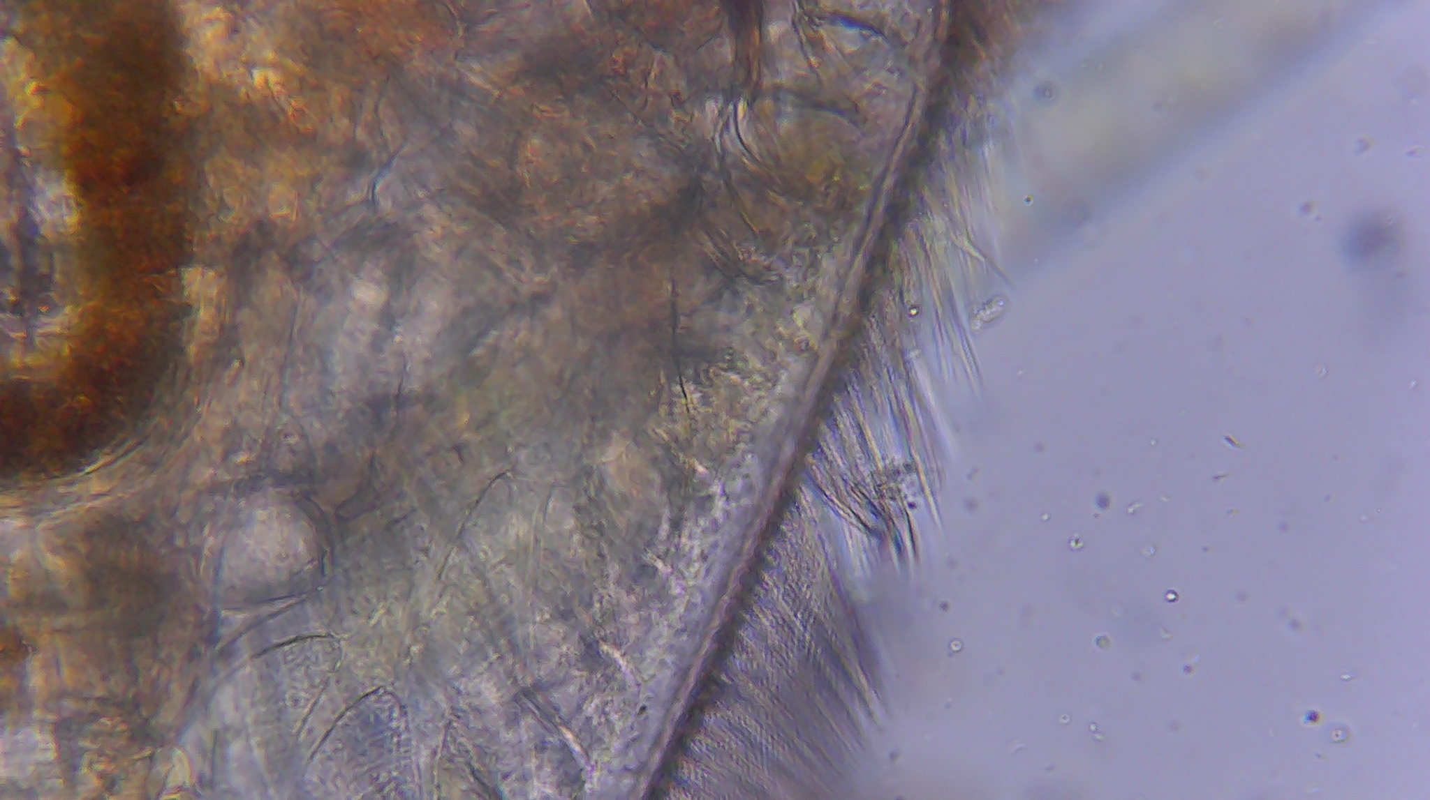 Picripleuroxus denticulatus (Birge, 1879)