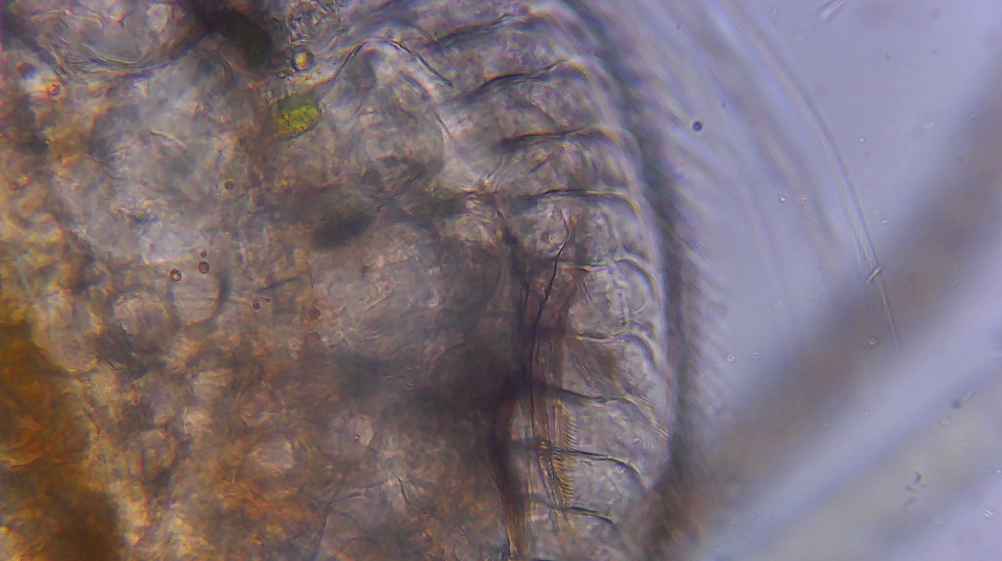 Picripleuroxus denticulatus (Birge, 1879)