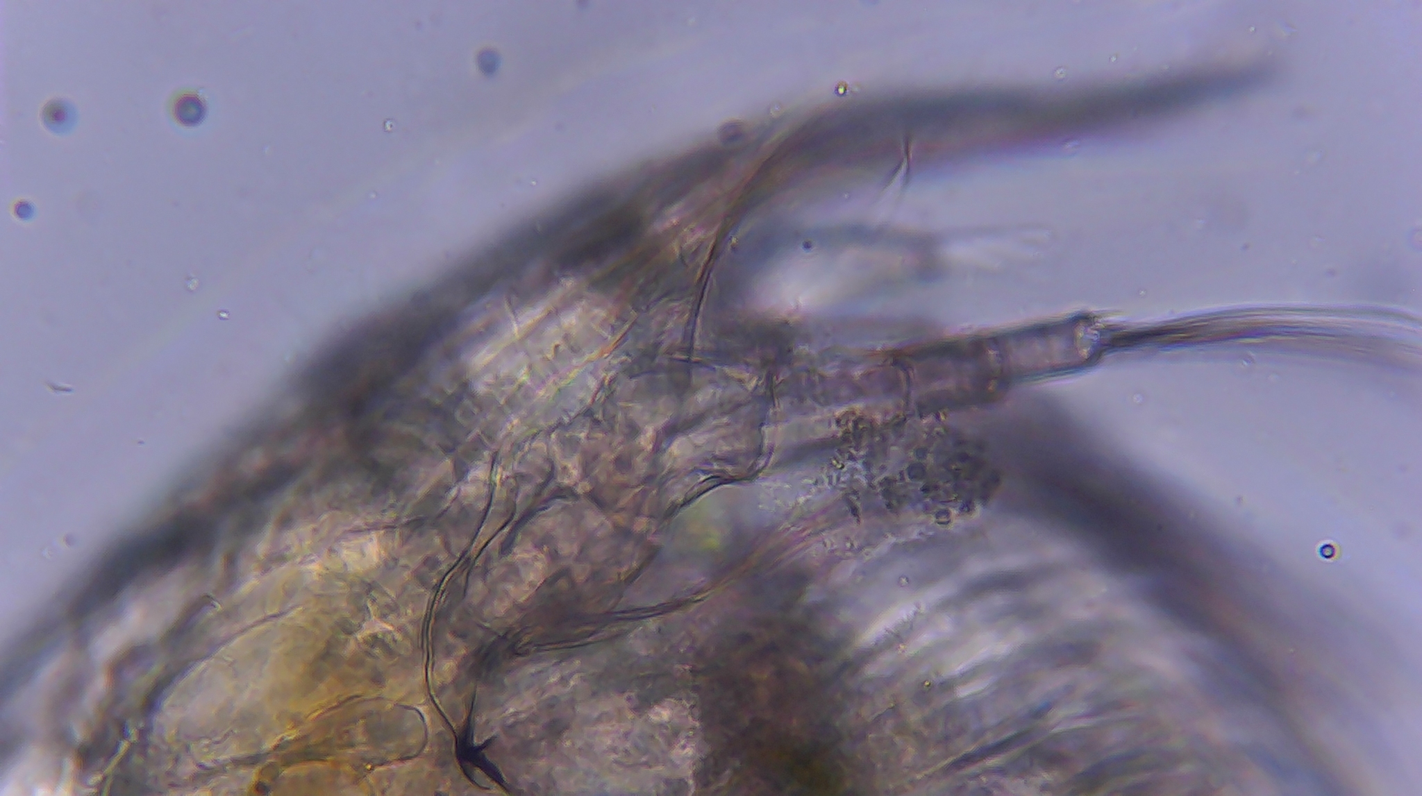 Picripleuroxus denticulatus (Birge, 1879)