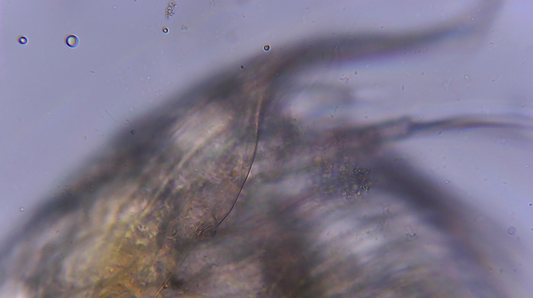 Picripleuroxus denticulatus (Birge, 1879)