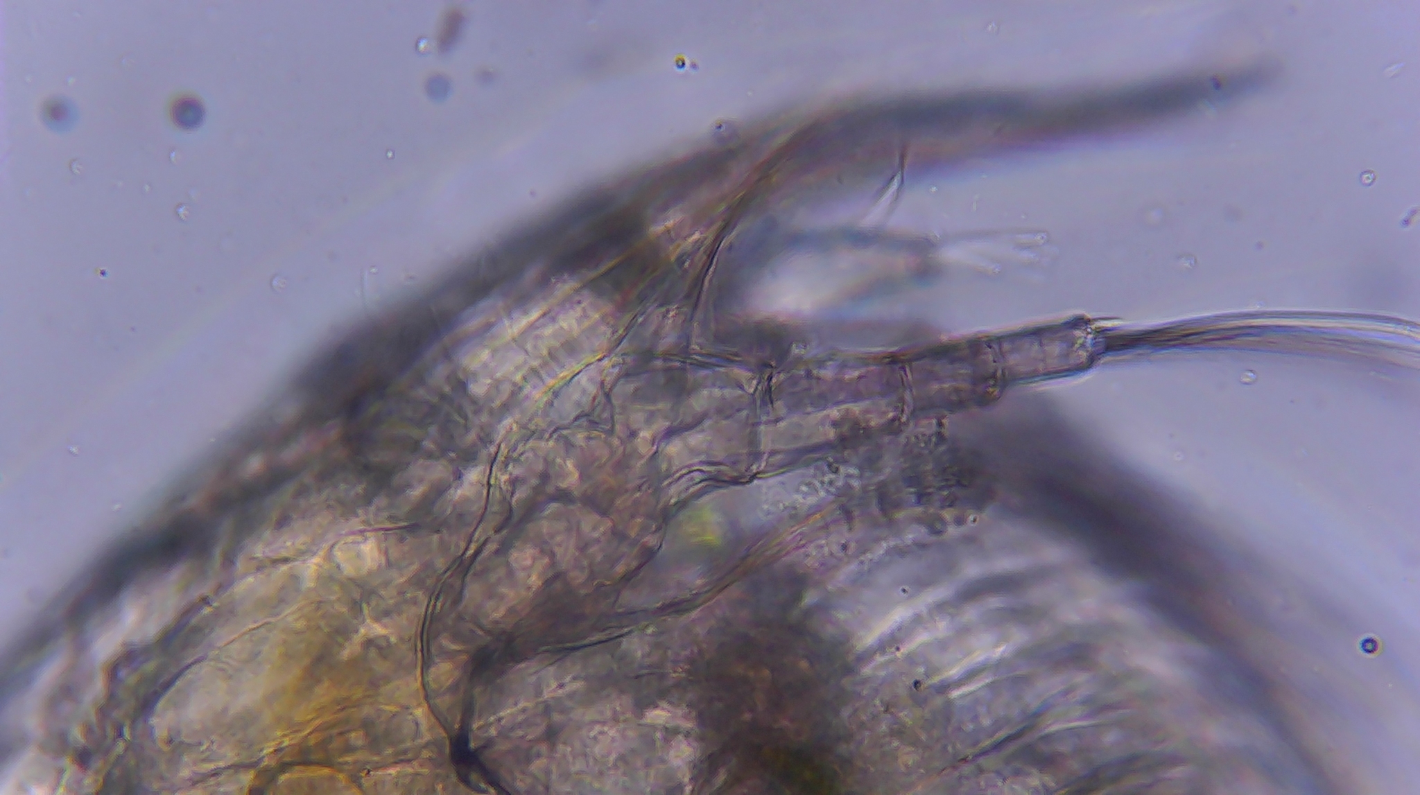 Picripleuroxus denticulatus (Birge, 1879)