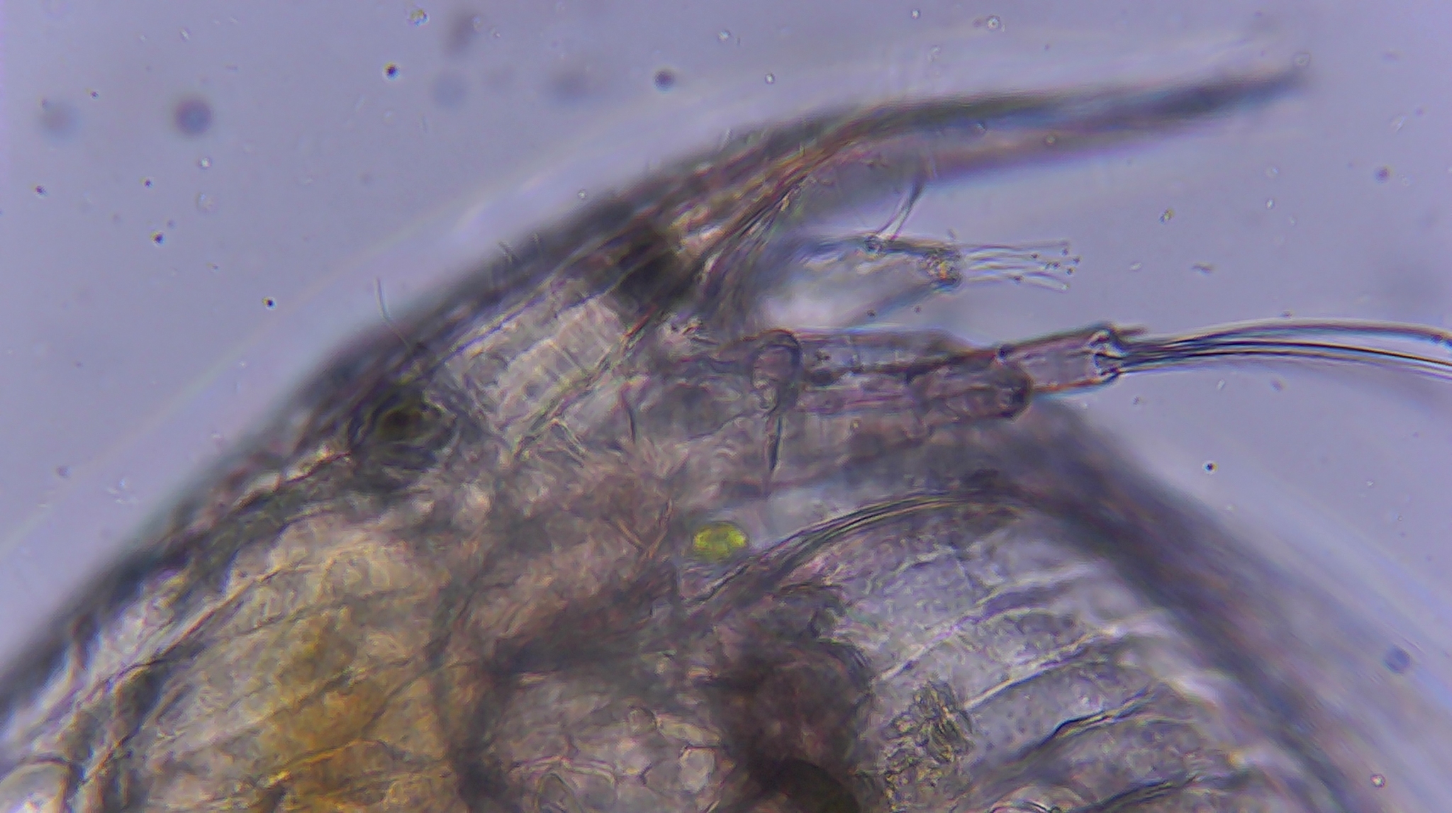 Picripleuroxus denticulatus (Birge, 1879)