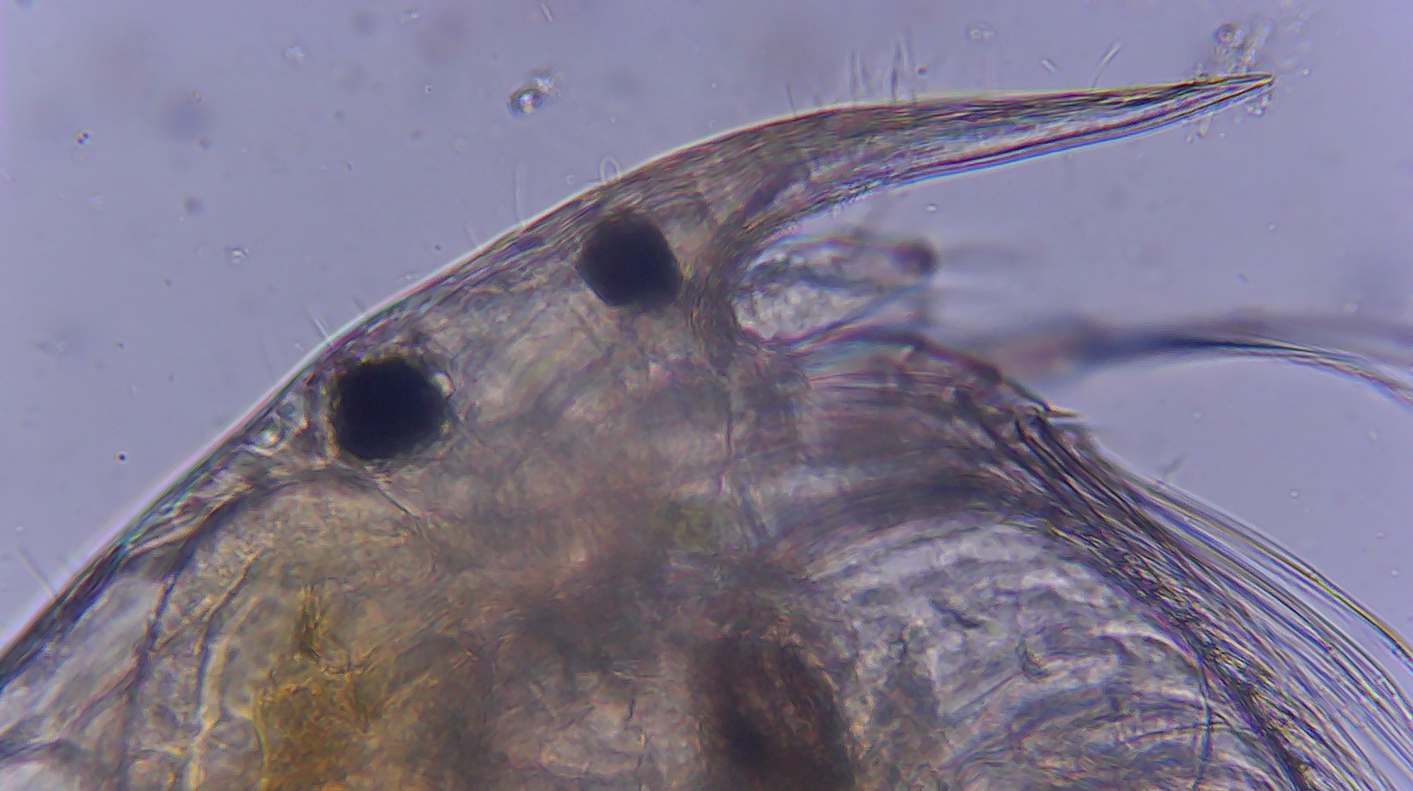 Picripleuroxus denticulatus (Birge, 1879)