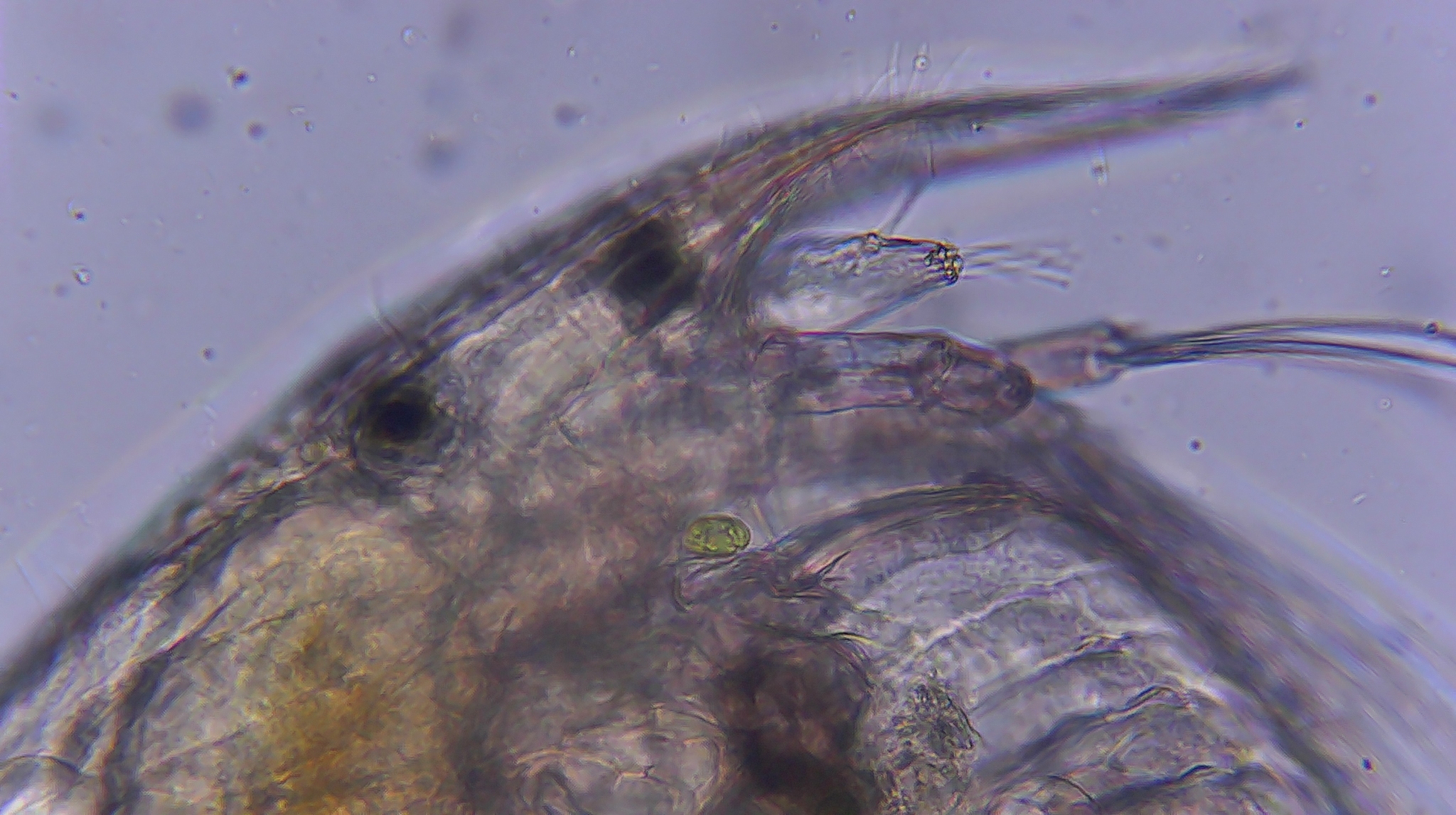 Picripleuroxus denticulatus (Birge, 1879)