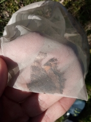 Nymphalis polychloros