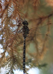 Aeshna canadensis