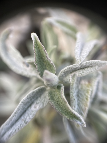 garden sage (Salvia officinalis)
