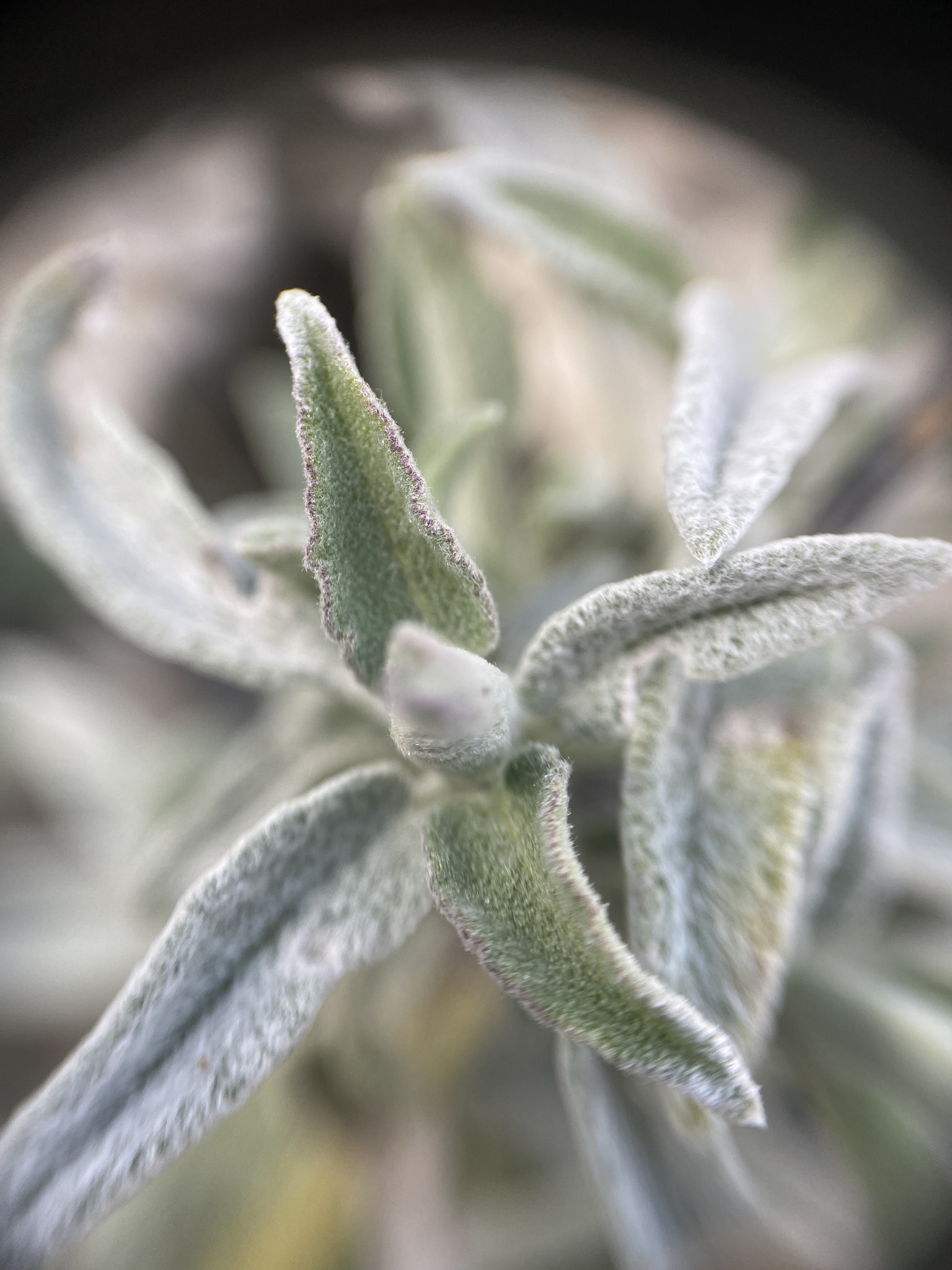 Garden Sage (Salvia officinalis)