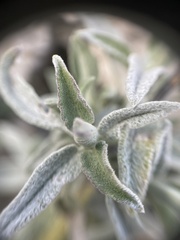 Sauge Officinale (Salvia officinalis)