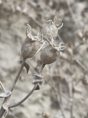 Mentzelia leucophylla