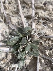 Mentzelia leucophylla