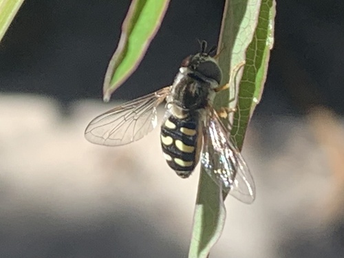 Unknown species found near Madonna Dr, Suisun City, CA, US