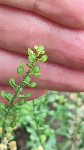 Argentine Cress (Lepidium bonariense)