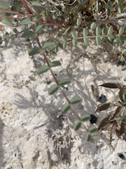 Astragalus preussii