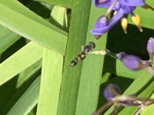 Unknown species found near Madonna Dr, Suisun City, CA, US
