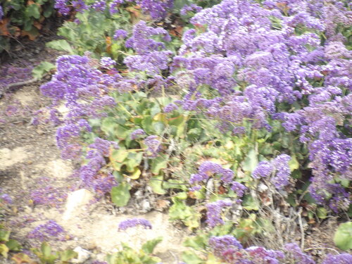 Perez's sea lavender (Limonium perezii)