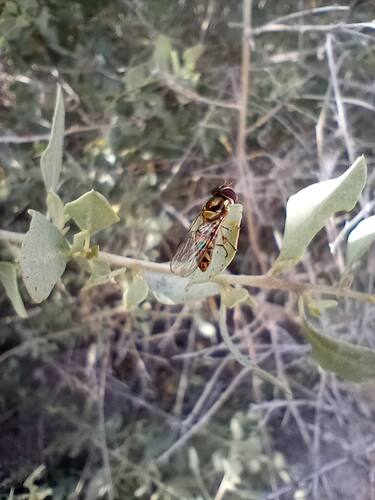 Unknown species found near Orange County, CA, USA