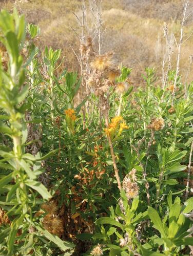 Coastal Goldenbush (Isocoma menziesii)