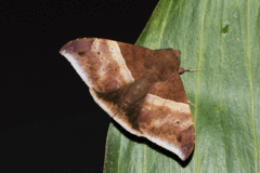 Ophisma tropicalis