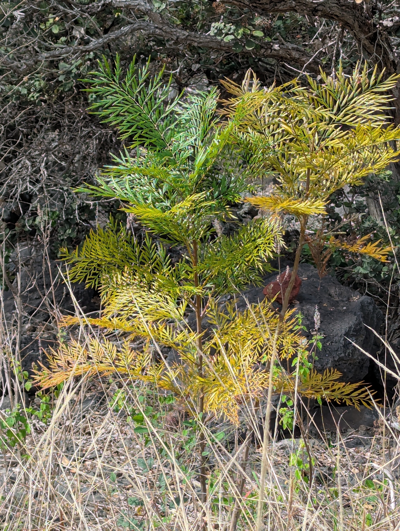 Silk Oak (Grevillea robusta)