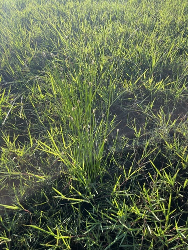 Eleocharis cylindrostachys observed 2026-03-29