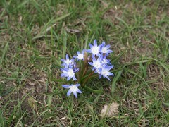 Scilla forbesii