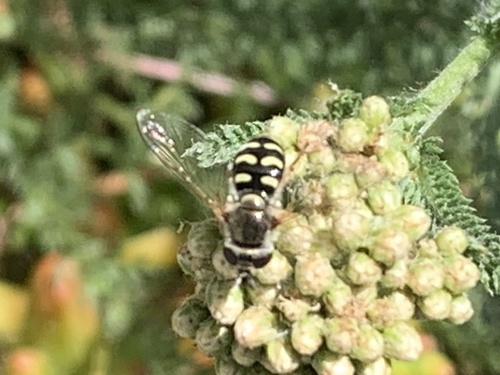 Unknown species found near Madonna Dr, Suisun City, CA, US