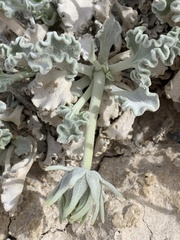 Enceliopsis nudicaulis